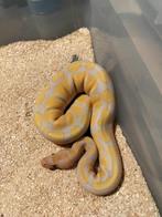 Ball python 0.1 lavender/Albino, Dieren en Toebehoren, Reptielen en Amfibieën, Slang, 0 tot 2 jaar