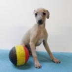 Italiaanse Windhond (Blue Fawn) Belgische pups te koop, Dieren en Toebehoren, België, CDV (hondenziekte), 8 tot 15 weken, Meerdere