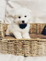 Samojeed pupjes ,hier geboren te koop, Dieren en Toebehoren, Honden | Poolhonden, Keeshonden en Oertypen, CDV (hondenziekte), Meerdere