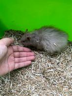 Syrische hamsters, Dieren en Toebehoren, Hamster, Juni, Meerdere dieren, Tam