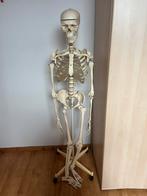 Anatomisch skelet te koop, Diversen, Ophalen, Zo goed als nieuw