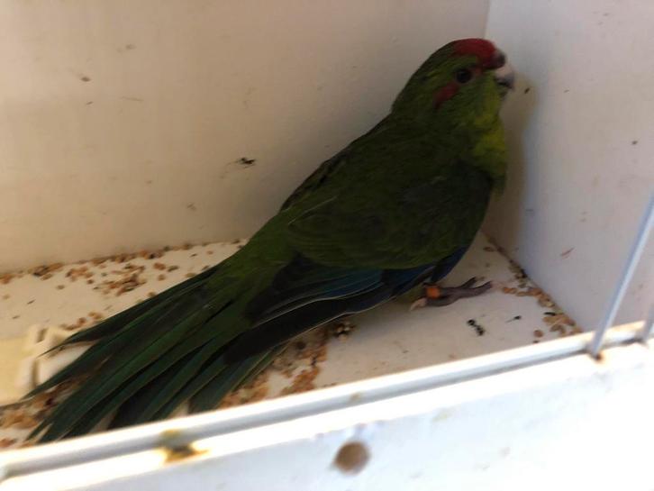 WEGGEVLOGEN KAKARIKI PARKIET BLAUW Roosendaal eo, Dieren en Toebehoren, Vogels | Parkieten en Papegaaien, Parkiet, Mannelijk, Geringd