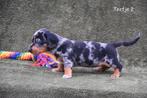 Prachtig Blue Merle Tan Teckel teefje, Dieren en Toebehoren, België, CDV (hondenziekte), 8 tot 15 weken, Korthaar
