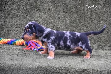 Prachtig Blue Merle Tan Teckel teefje  beschikbaar voor biedingen