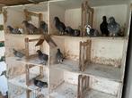 Jonge Vitesse, Animaux & Accessoires, Oiseaux | Pigeons