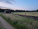 Weide te huur Zutendaal - 45 are met schuilstal