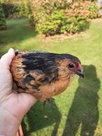 Antwerps baardkriel haantje ruilen, Dieren en Toebehoren, Pluimvee