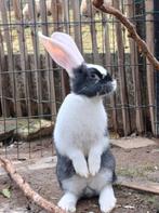 MORRIS Duitse reus rammetje 11 weken,gevaccineerd en handtam, Mannelijk, Groot, 0 tot 2 jaar