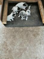 jack russel pups, Dieren en Toebehoren, Honden | Jack Russells en Terriërs, België, Particulier, Jack Russell Terriër, CDV (hondenziekte)