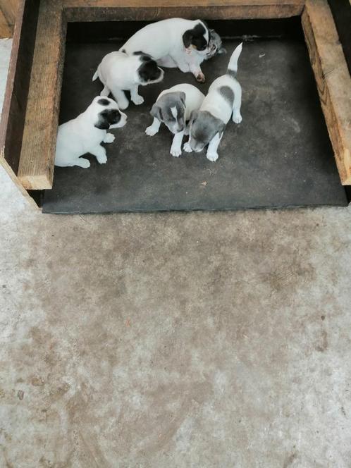 jack russel pups, Dieren en Toebehoren, Honden | Jack Russells en Terriërs, Meerdere dieren, Jack Russell Terriër, Particulier
