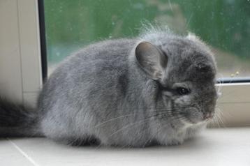 chinchilla standaard bpd rpa bokje  beschikbaar voor biedingen
