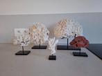 Set van 5 echte koralen, Antiek en Kunst, Curiosa en Brocante, Ophalen