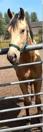 Super mooie 3 jarige valk ruin te koop, Ruin, Onbeleerd, E pony (1.48m - 1.57m), 0 tot 2 jaar