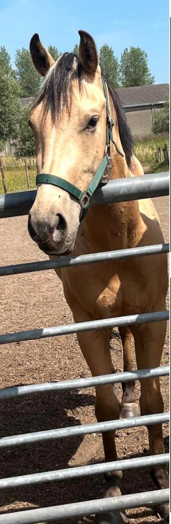 Super mooie 3 jarige valk ruin te koop, Dieren en Toebehoren, Pony's, Ruin, Onbeleerd, E pony (1.48m - 1.57m), 0 tot 2 jaar