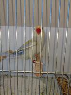 Collier Parakeet POP 2025, Animaux & Accessoires, Oiseaux | Perruches & Perroquets