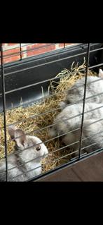 3 meisjes 2.5 maand oud, Dieren en Toebehoren, Ophalen