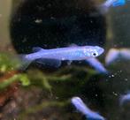 Medaka “Miyuki Blue”, Poisson, Poisson d'eau douce, Banc de poissons