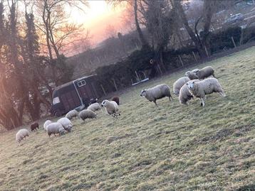 À la recherche de prairie ou ferme ou terrain, Bruxelles, 1500 m² ou plus