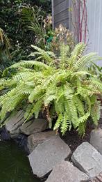 kamerplant varens, Ophalen, In pot