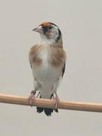 Kleine witkeel putter 2.5, Dieren en Toebehoren, Vogels | Overige Vogels, Mannelijk, Wildzangvogel, Geringd
