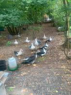 Muskuseend/barberie, Dieren en Toebehoren, Pluimvee
