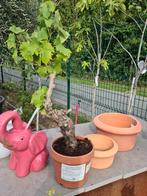 Druivelaar Bonsai - Vitis Vinifera, Ophalen