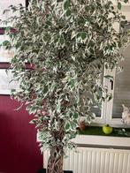 kunststofplant, Groene kamerplant, Ophalen, Ficus, 200 cm of meer
