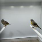 Koppel citroenborst edelzangers, Dieren en Toebehoren, Vogels | Overige Vogels