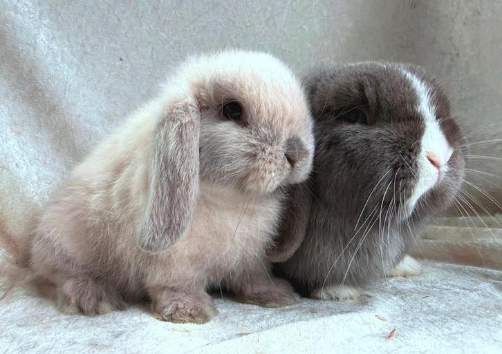 Prachtig mooi super lief raszuiver koppel Minilop konijntjes, Dieren en Toebehoren, Konijnen, Klein, Meerdere dieren, 0 tot 2 jaar
