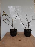 Ilex serrata voor bonsai, Ophalen