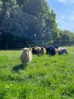 Ouessant schapen te koop, Dieren en Toebehoren, Meerdere dieren, Schaap, 0 tot 2 jaar