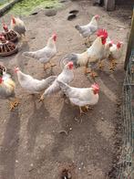 leghorn isabel patrijs kippen, Dieren en Toebehoren, Pluimvee, Kip, Meerdere dieren