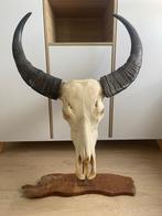 Waterbuffel schedel op standaard, Ophalen, Gebruikt