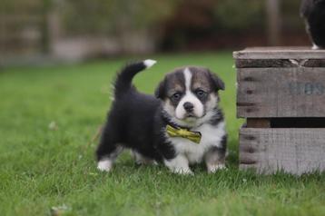 Chiots Welsh Corgi Pembroke - Éleveur belge  disponible aux enchères