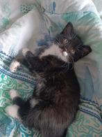 Poesje, Dieren en Toebehoren, Poes, 0 tot 2 jaar