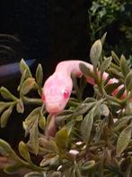 Korenslangen snow & Anerythristic