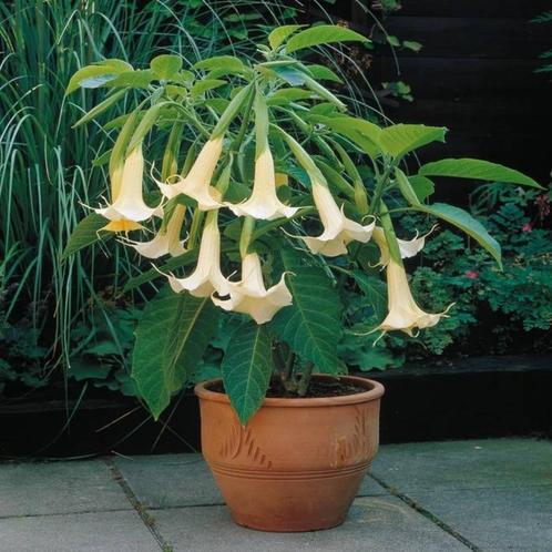 Brugmansia Planten Wit en Roze, Tuin en Terras, Planten | Tuinplanten, Vaste plant, Overige soorten, Volle zon, Zomer, Ophalen