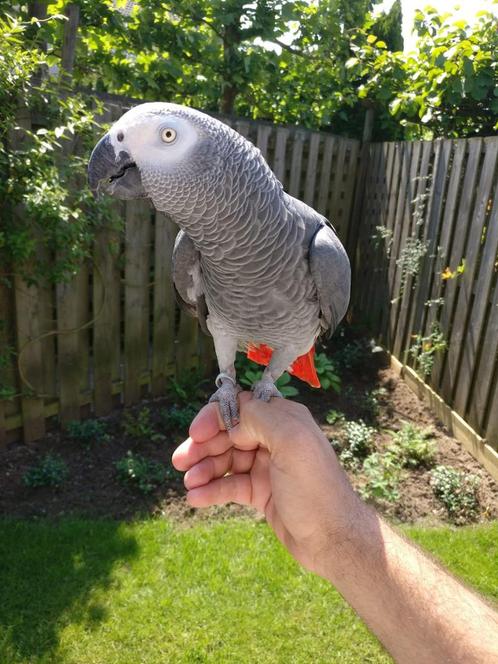 Jonge grijze roodstaart gezocht, Dieren en Toebehoren, Vogels | Parkieten en Papegaaien, Tam