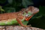 Leguana Iguana Red (Hagedis), Ophalen, Nieuw, Overige typen