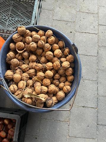 Okkernoten beschikbaar voor biedingen