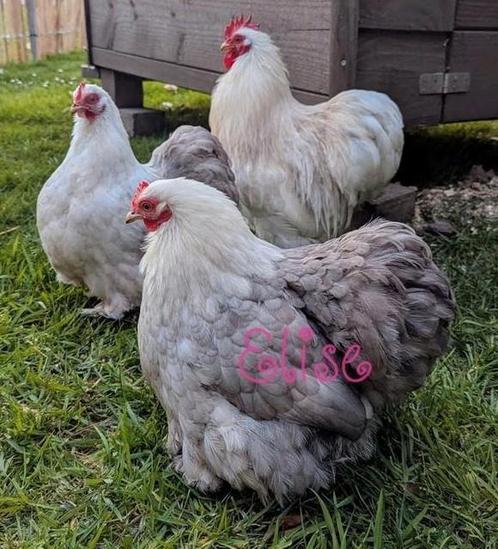 Broedeieren cochin kriel sierkippen bobtail, Dieren en Toebehoren, Pluimvee, Kip