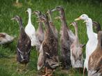 Eenden Indische loopeenden, Meerdere dieren, Eend
