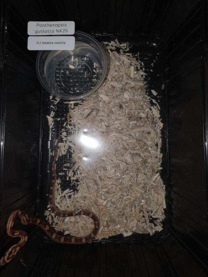 Korenslang baby vrouwtjes tessera, Dieren en Toebehoren, Reptielen en Amfibieën, Slang, 0 tot 2 jaar, Tam