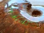 Ammonite polie aux couleurs irisées, Fossile, Enlèvement ou Envoi