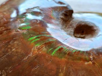 Ammonite polie aux couleurs irisées