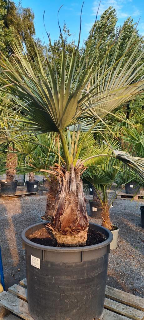 Palmboom - Brahea Armata, Tuin en Terras, Planten | Bomen, Ophalen