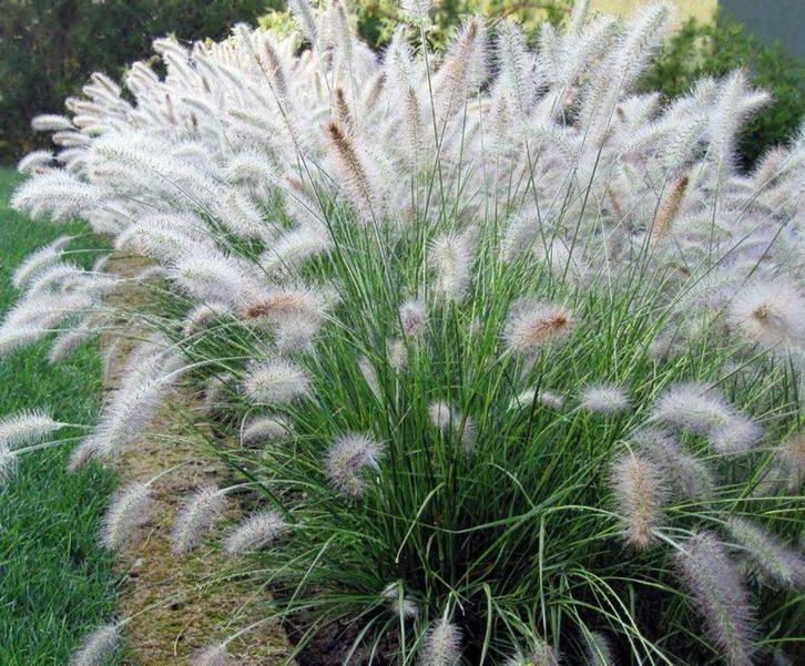 Pennisetum hameln of Lampenpoetsersgras, Tuin en Terras, Planten | Tuinplanten, Vaste plant, Siergrassen, Winter, Ophalen