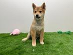 Chiots Shiba Inu, Parvovirose, Autres races, Plusieurs, Belgique