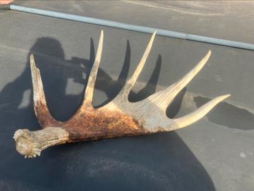 Elandgewei noorwegen 2,75kg beschikbaar voor biedingen