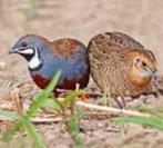 chinese dwergkwartels, Dieren en Toebehoren, Pluimvee, Meerdere dieren, Overige soorten